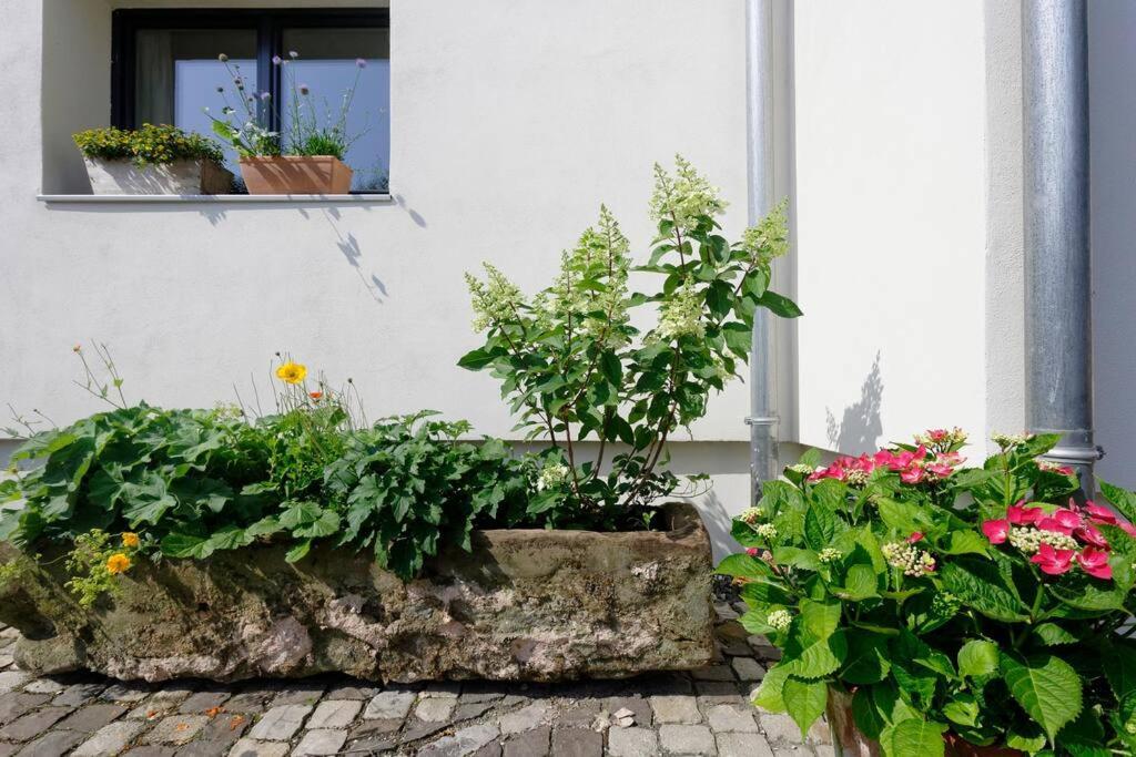 Gute Lage, 3 Raeder, Gruen, Familien Lägenhet Trier Exteriör bild
